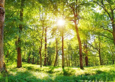 Az erdei ökoszisztémák ellenálló képességének és környezeti értékének növelését célzó beruházások